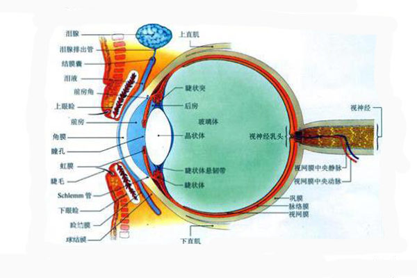 人眼结构图