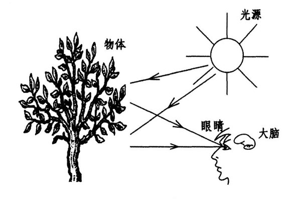 颜色视觉的形成